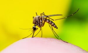 Brasil se aproxima de 4 milhões de casos suspeitos de dengue em 2024
