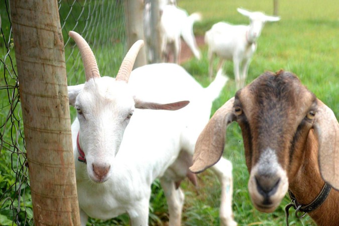 Cabras causaram impacto ambiental -  (crédito:  Ed Alves/CB/DA.Press)