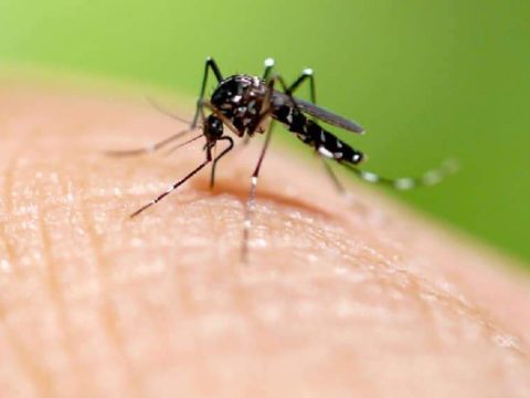 dengue-aedes-mosquito-foto-ebc.jpg
