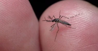 df-perdeu-36-dos-agentes-contra-a-dengue-1.webp.webp